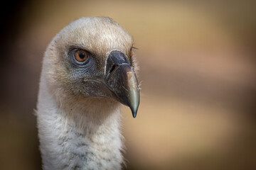 portrait of a vulture on a brown background