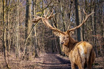 a buck deer standing in the forest