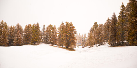 winter Lärchen wald mit gelben orangen nadeln und kleinem wald haus im nebel mit schnee - obrazy, fototapety, plakaty