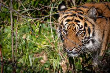 portrait of a tiger walking through the jungle