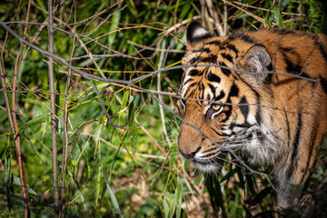 portrait of a tiger walking through the jungle