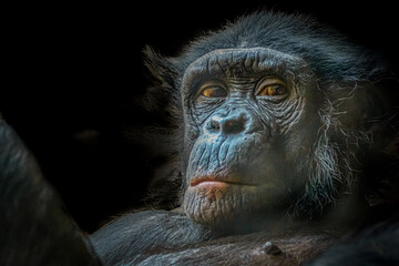 portrait of a monkey on a black background