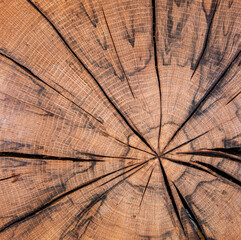 Oberfläche aus Holz mit wunderschönen Jahresringen