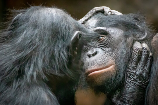 two monkeys holding each other