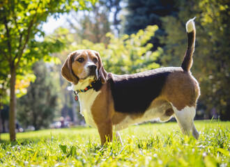 Portrait of cute beagle dog at the park.