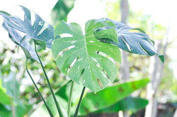 monstera thai constellation or Monstera, Herricane plant or Swiss cheese