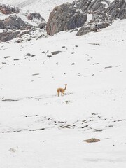 vicuna, llama