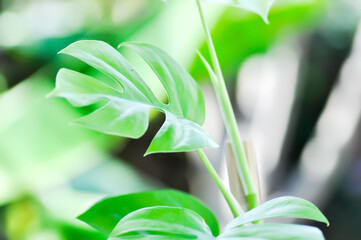 Mini Monstera, Monstera deliciosa Liebm or Philodendron ginny or Rhaphidophora terrasperma or monstera © jobrestful
