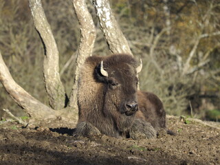 Büffel / Buffalo