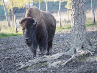 B&uuml;ffel / Buffalo
