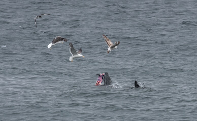 Lepard seal killing a gentoo penguin, shaking it vigorously against the surface of the water repeatedly, Brown Bluff, Antarctic Peninsula, Antarctica