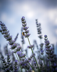 Champs de lavande - Provence - France