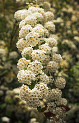 Flowers sprouting in spring in the park
