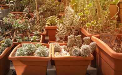 Cactus in pots in a greenhouse