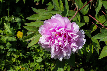 pink peony on a background of green juicy grass