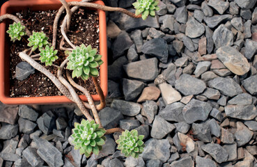 Cactus in pots in a greenhouse