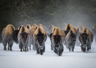 Kudde Amerikaanse bizons, Yellowstone National Park. Winters tafereel.