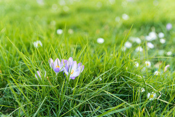purple spring crocus blooming on grass in earlz spring