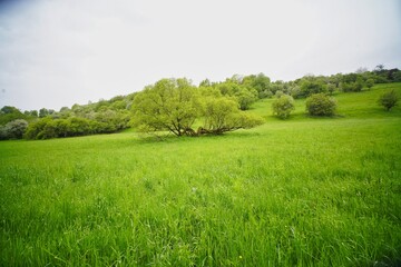 Alte Weide auf einer Wiese im Mandelbachtal, Saarland