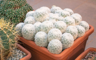 Cactus in pots in a greenhouse