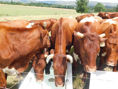 Closeup photo of horned brown cows faces on a hot sunny day. Cattle farm. Gauteng, South Africa