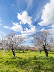 Vertical field of blossoming almond trees with shallow depth of field. Blooming orchard against sunny blue spring sky on sunny day. Idyllic landscape background with copy space. Easter holiday