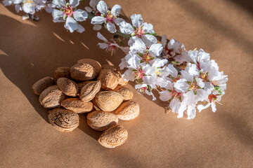 Beautiful fragile almond blossom with buds and heap of almond nuts in shell. Plant to food concept on brown background. Fruit seeds for traditional Ramadan, Makar Sankranti festival celebration card