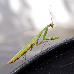 Mante religieuse. Mantis Religiosa