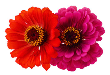 Two pink zinnia.