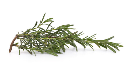 Branch of green rosemary.