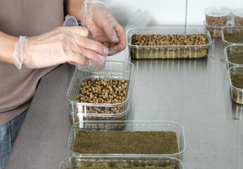 Planting micro-greens on mineral wool for growing seeds in a blurred focusgreenhouse. Micro-green farm. Production of vitamin nutrition,