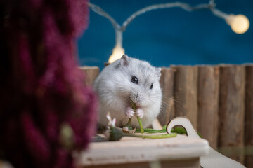 dsungarien hamster, pet