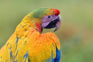 Portrait of a parrot macaw bird with its beautiful and colorful feathers