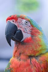 Portrait of a parrot macaw bird with its beautiful and colorful feathers