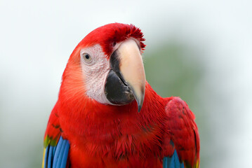 Portrait of a parrot macaw bird with its beautiful and colorful feathers