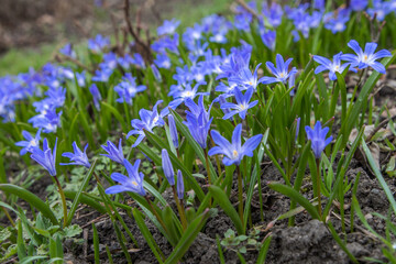 detail of spring flowering garden