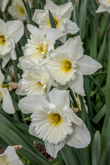 detail of spring flowering garden