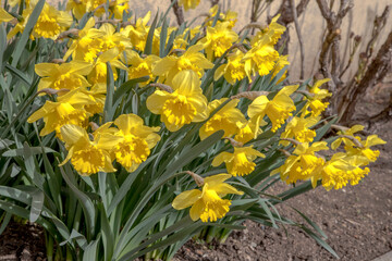 detail of spring flowering garden