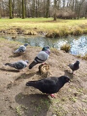 Pigeons in park