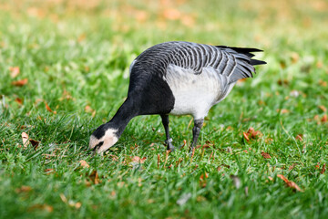 Naklejka na ściany i meble Barnacle goose (Branta leucopsis) - a large water bird with black and white plumage, nibbles on green grass.