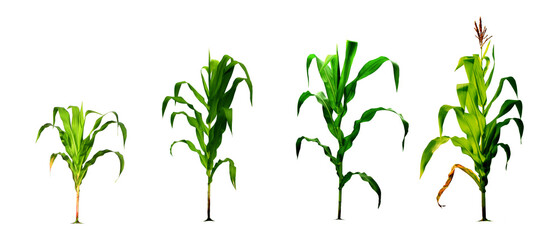 Corn growing process realistic illustration in flat design. Corn planting process growing corn from...