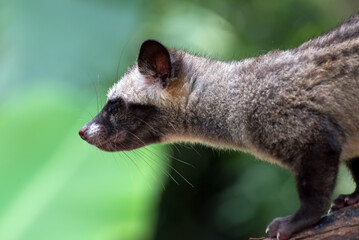 Close up photo of Asian palm civet 