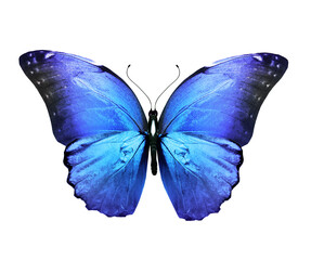 Color Morpho butterfly , isolated on the white background