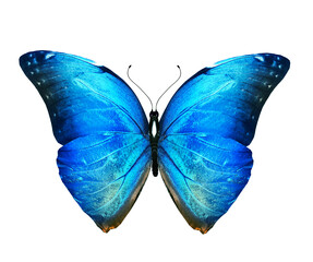 Color Morpho butterfly , isolated on the white background
