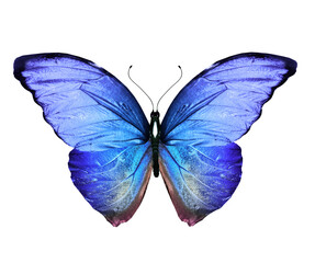 Color Morpho butterfly , isolated on the white background