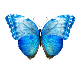 Color Morpho butterfly , isolated on the white background