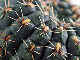 Spherical cactus close-up. The spines stick out in different directions. Drops of water on thorns....