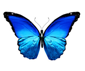 Color Morpho butterfly , isolated on the white background