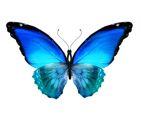 Color Morpho butterfly , isolated on the white background