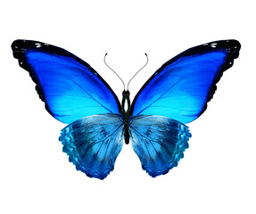 Color Morpho butterfly , isolated on the white background